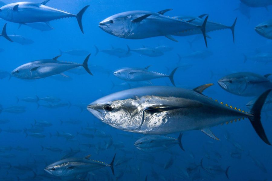 Cá ngừ và những sự thật thú vị có thể bạn chưa biết