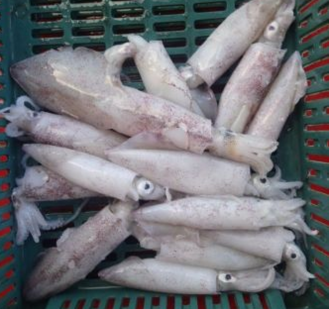 Mực ống đông lạnh/ Frozen Loligo squid/Squid